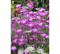 50 semi di cumino nero (Agrostemma githago)