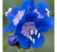 50 semi di Deep Blue CALIFORNIA BLUES ZONE 3-9 Seeds ONLY