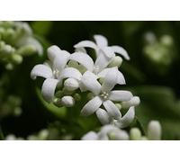 50 Semi di dolci Woodruff S57 (Galium odoratum) Seeds ONLY