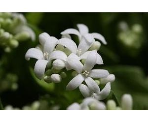50 Semi di dolci Woodruff S57 (Galium odoratum) Seeds ONLY