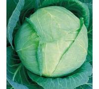 50 Semi di FB120 Tropic Giant Seeds ONLY