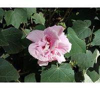 50 Semi di Hibiscus Mutabilis