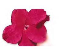 50 semi di Impatiens Super Elfin Serie Melone Seeds ONLY