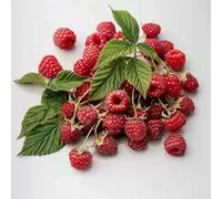 50 Semi di Lampone Selvatico - SemiSauvage Permaculture