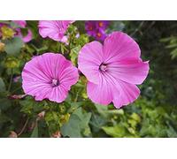 50 Semi di Malva Reale - fiori perenne pianta mellifera giardino - sementi contadine riproducibili - SemiWild