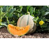 50 Semi di Melone Charentais - Cucumis melo - Melone dolce e fragrante - Succo e fondente - Frutta Giardino - 333