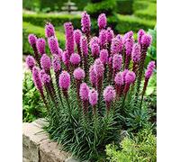 50 semi di piuma del Kansas - Liatris Spicata - Rosa Violacé - metodo Bio
