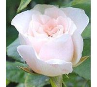 50 semi di rosa bianca (semi di rosa bianca)