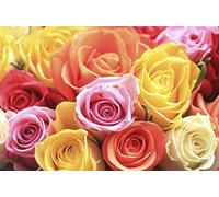 50 semi di rosa misti