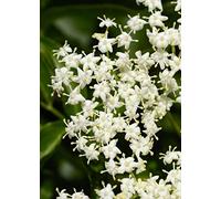 50 Semi di Sambucus Nigra (Elder o Black Elder)