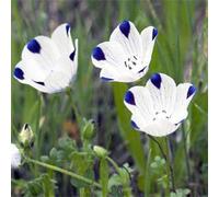 50 semi - Five Spot Wildflower Seed Seeds ONLY