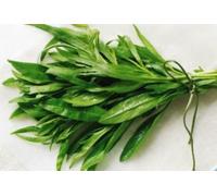 50+ semi freschi dragoncello Seeds ONLY