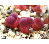 50 Semi Gibbaeum esterhuyseniae, succulente rare ghiaccio Rocce vive mesembriantemi Seed Seeds ONLY