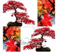 50 Semi o Giapponese di o Rosso Preferiti di Farfalle e utili giardino domestico di DIY Seeds ONLY