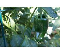 50 Semi Pasilla Peperoncino Ancho Poblano Biologico, Peperoncino Cile Relleno Verde Seme:Semi