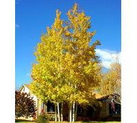 50 Semi Quaking Pioppo tremulo, Populus tremuloides:Seeds