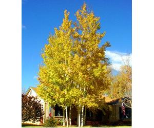 50 Semi Quaking Pioppo tremulo, Populus tremuloides:Seeds