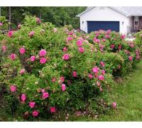 50 semi rossi Rugosa Rose, Rosa rugosa
