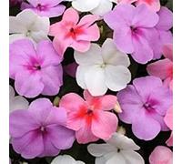 50 Semi - Semi Impatiens Impreza Acquerello mix di primavera Seeds ONLY