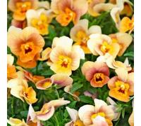 50 Semi - Semi Viola Frosted Giallo Blotch Primavera Seeds ONLY