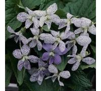 50 Semi - Semi Viola Viola Freckles Primavera Seeds ONLY