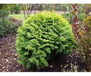 50 Semi Tuya Orientalis, Albero della Vita (Thuja Oientalis)