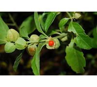 50 Semi Withania somnifera, Ashwagandha Semi, indiano Seeds Ginseng