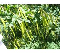 50 + siberiani arborescens Pea Albero Caragana semi commestibili