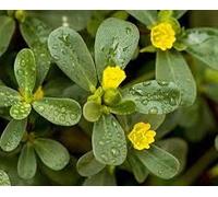 50 Stubby Okra Gemüsesamen Seeds ONLY