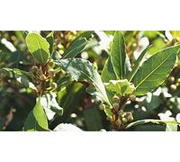 50 Stück grüne Eschenkerne Seeds ONLY