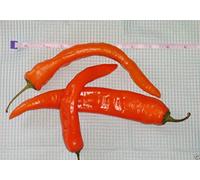 50 Sweetest Pepper Seeds, lunga Arancione Super dolce, si guardano caldo Ma non sono Seeds ONLY