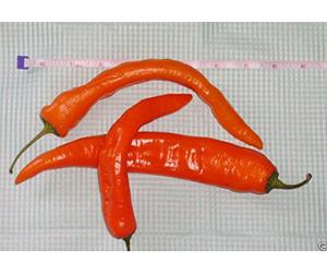 50 Sweetest Pepper Seeds, lunga Arancione Super dolce, si guardano caldo Ma non sono Seeds ONLY