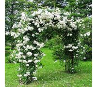 50 x Deodar Cedar Tree Seeds Seeds ONLY