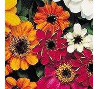 50+ Zinnia Profusion Mix/Graines de fleurs résistantes aux maladies/Annuelle: Graines