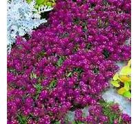 500+ Bulk Semi Groundcover annuali - Alyssum -"Notti d'Oriente" molto profumato