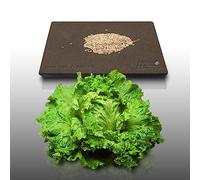 500 Graines à semer - Le Grenier d'Abondance - LAITUE BATAVIA - Dorée de Printemps