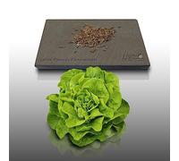 500 graines à semer - Le Grenier d'Abondance - LAITUE POMMEE Kinemontepas - Lactuca sativa