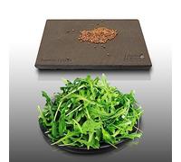 500 graines à semer - Le Grenier d'Abondance - ROQUETTE - Eruca sativa