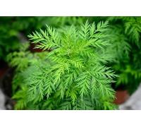 500 Graines d'Armoise annuelle, Artemisia annua, Graines d'assenzio douce