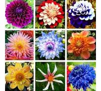 500 Pcs Dahliensamen Mehrjährige lange Blütezeit Dahliensamen Zierblumen Nicht-GVO Samen für Blumentopf Garten Landschaftsgestaltung Mescola il colore