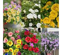 500 pezzi balcone semi di in decorazione resistente balcone resistente per giardino, decorazione giardino semi