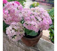 500 pezzi di ortensie semi resistenti - di interni esotici, semi prato selvaggio perenne balcone