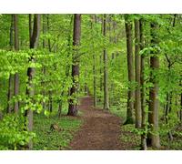 500 Pezzi di Puzzle per Il Regalo di Giocattoli Educativi per Adolescenti - Percorso alberi foglie 52x38cm