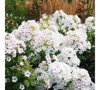 500 pezzi di semi di flox che coprono il suolo - giardino di semi prato