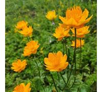 500 pezzi di semi di - semi del prato troll, copertura del suolo resistente, balcone tetto verde