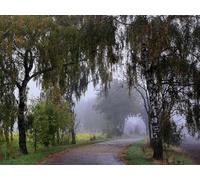 500 Pezzi Jigsaw Puzzle,Adatto per la Decorazione di Natale - Passeggiata nel parco erba 52x38cm