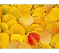 500 Pezzi Jigsaw Puzzle for Adults & for Kids Age 14 Years Up - Foglie autunno betulla 52x38cm