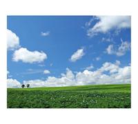 500 Pezzi Puzzle Difficile, Sfida per Adulti-Campo,economia,fieno 52x38cm