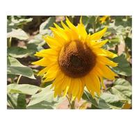 500 Pezzi Puzzle Difficile, Sfida per Adulti-Girasole,Giallo,Foglie,Semi di girasole 52x38cm
