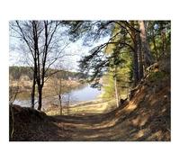 500 Pezzi Puzzle Difficile, Sfida per Adulti-Sentiero,foreste,alberi 52x38cm